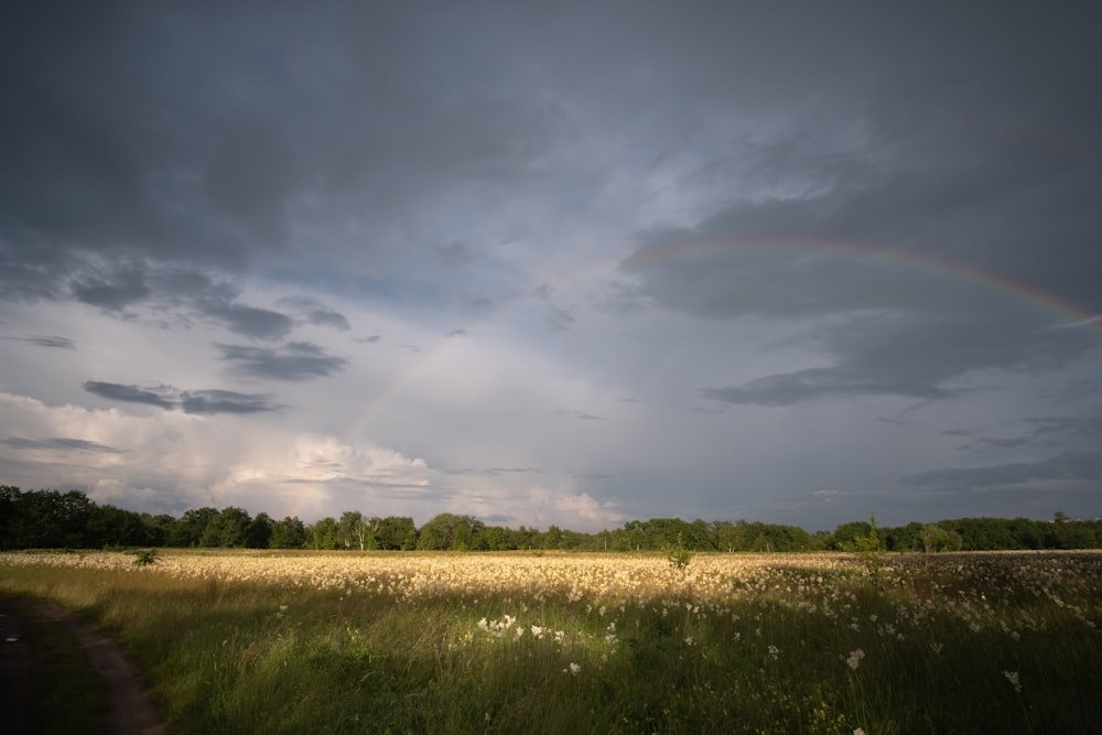 a field with a rainbow in the sky