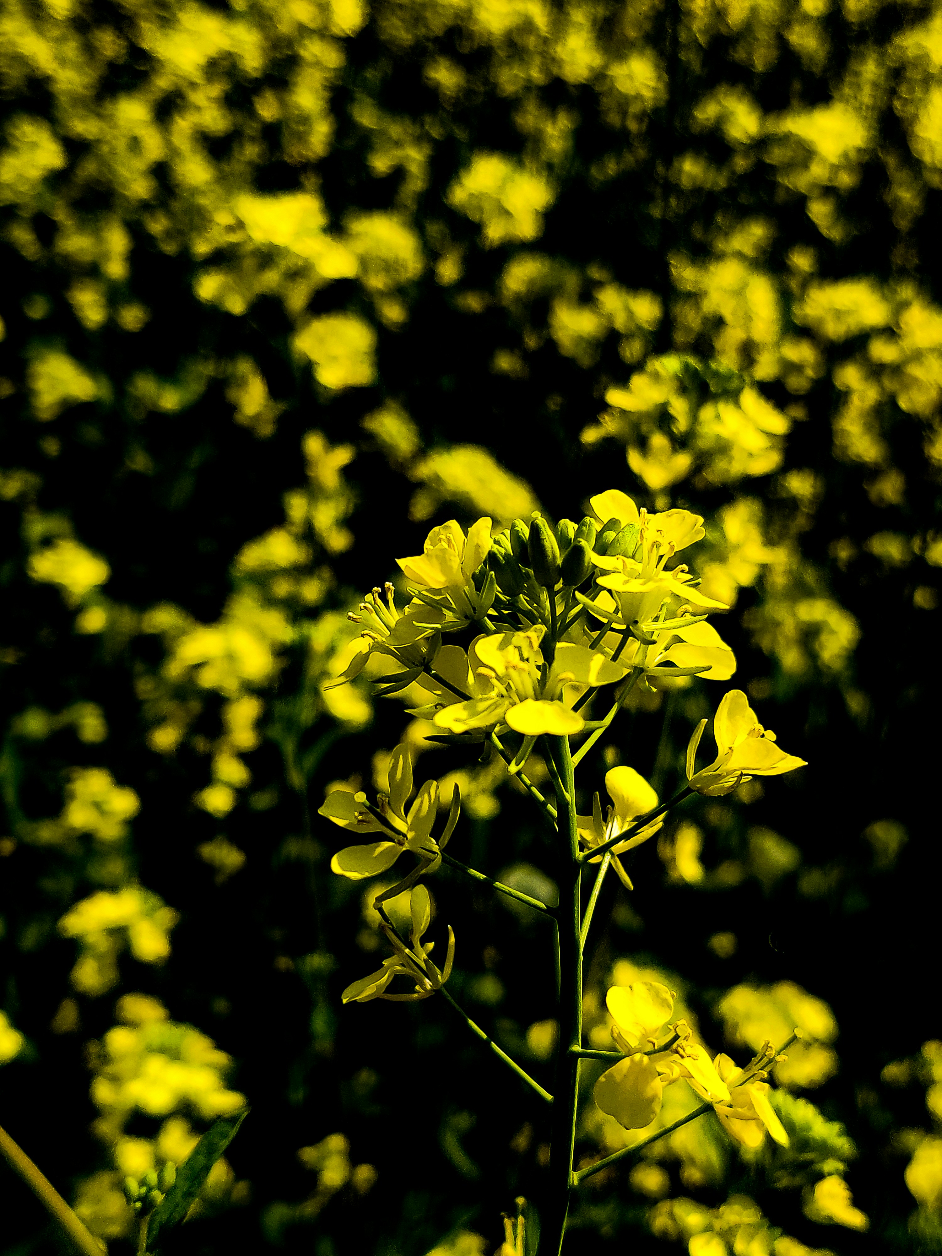 Photo by uniqcorn