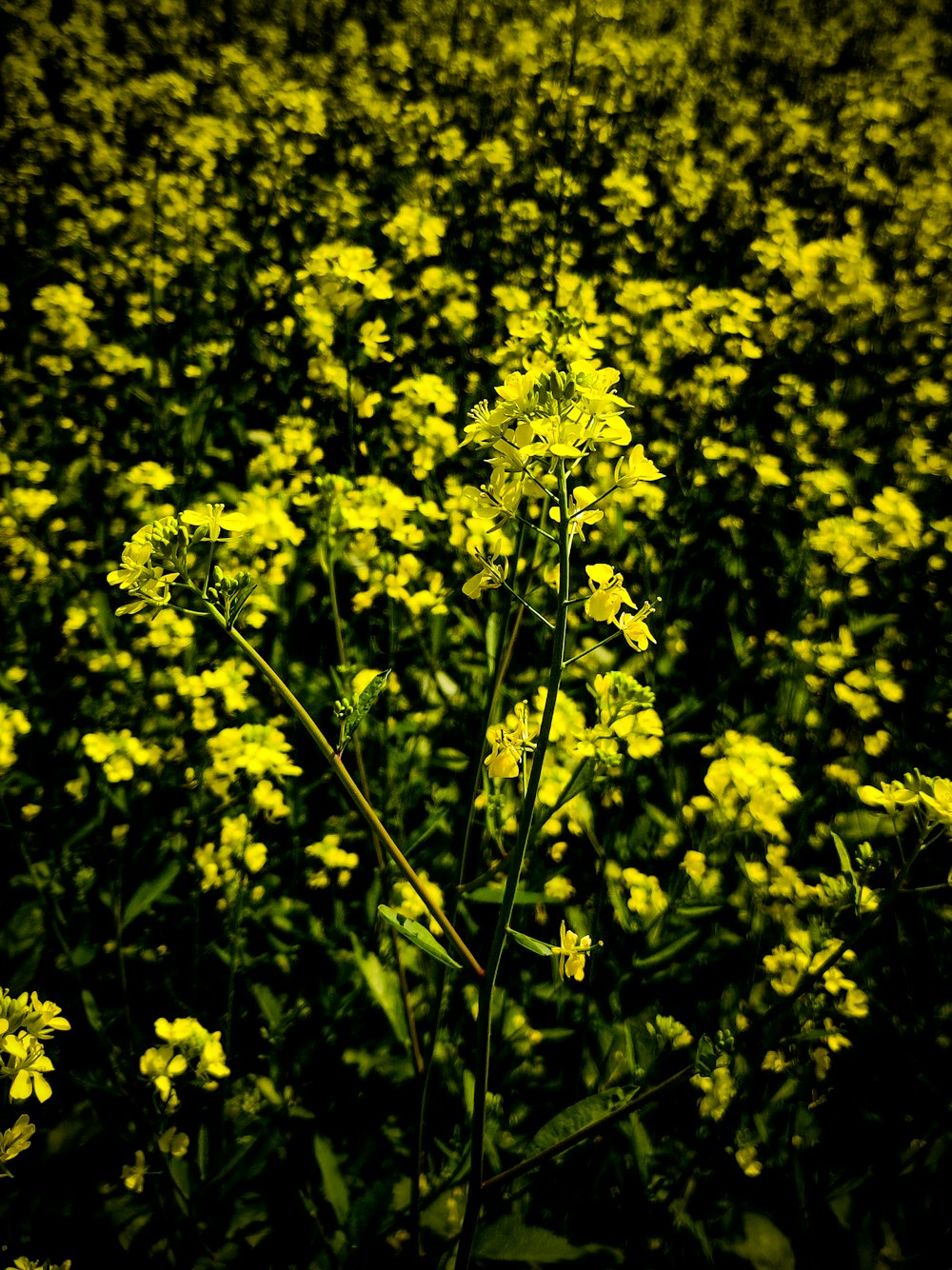 a field full of yellow flowers in the middle of the day