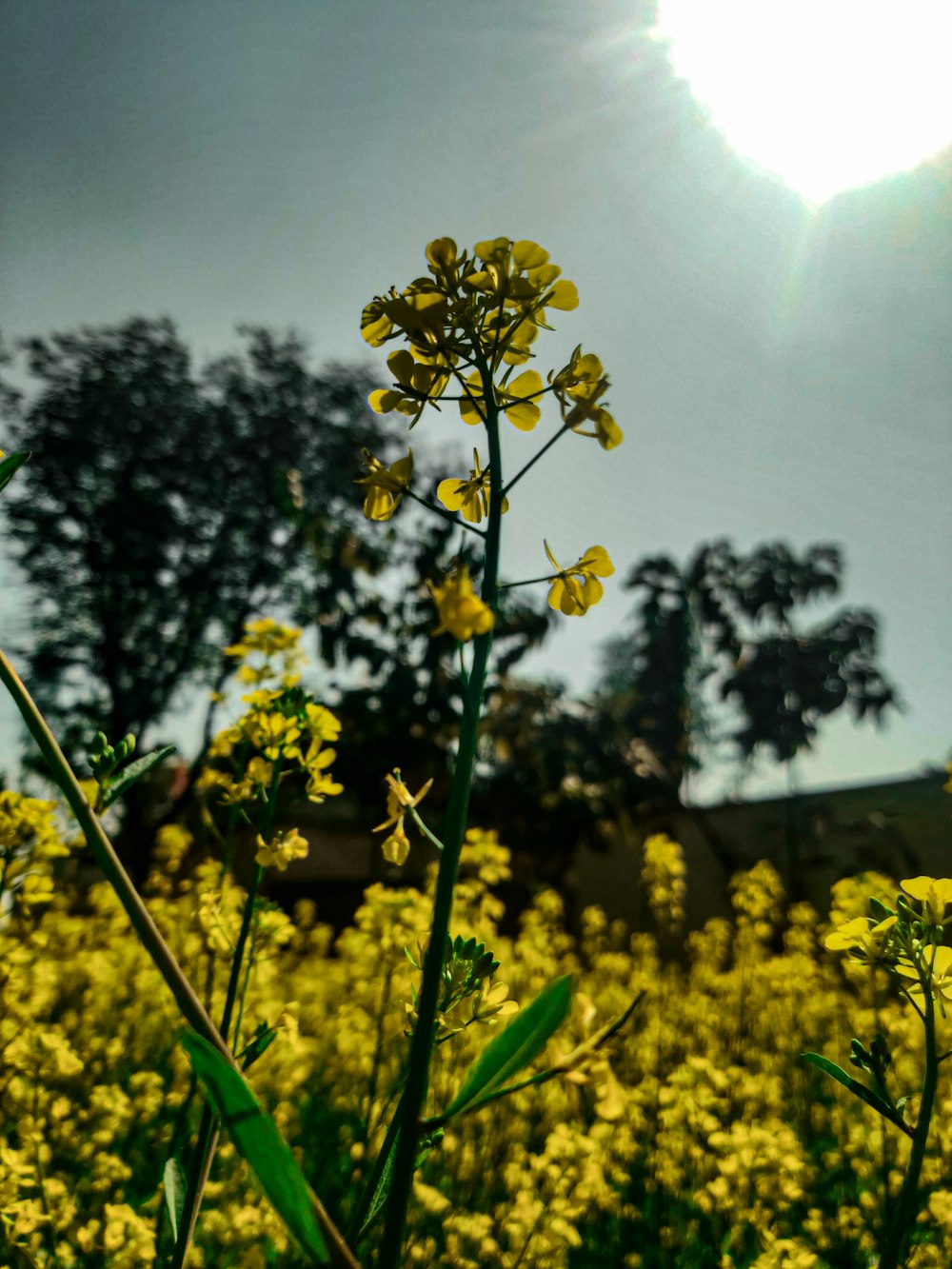 a field full of yellow flowers under a cloudy sky