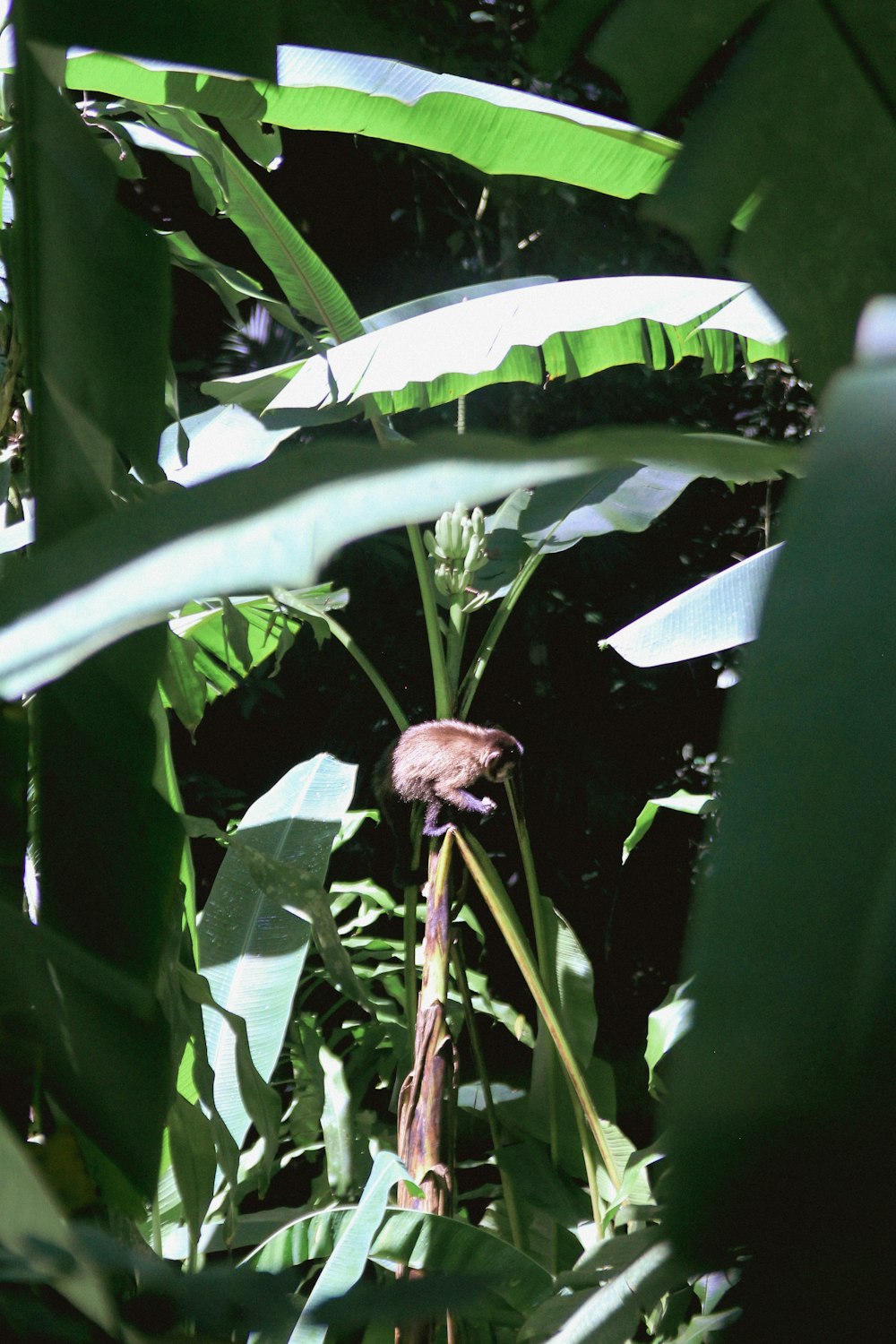 森の真ん中にある大きな葉の茂った植物