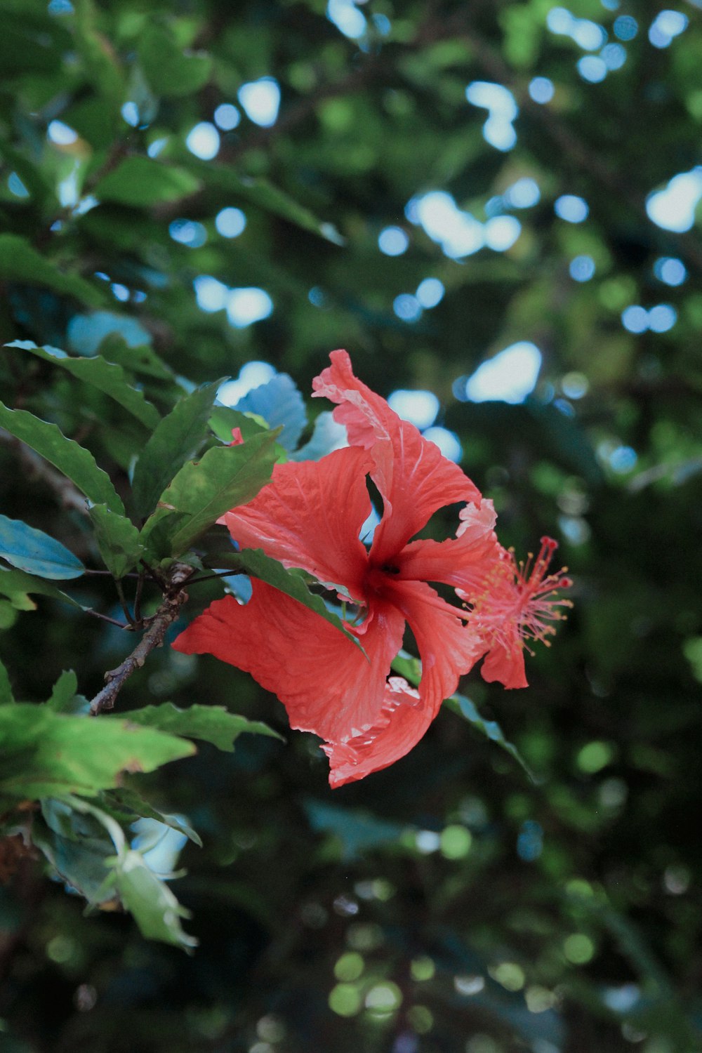 a red flower with green leaves in the background