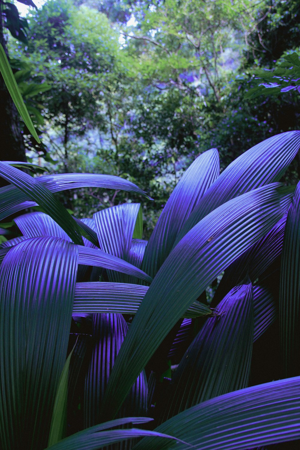 a close up of a purple plant with trees in the background