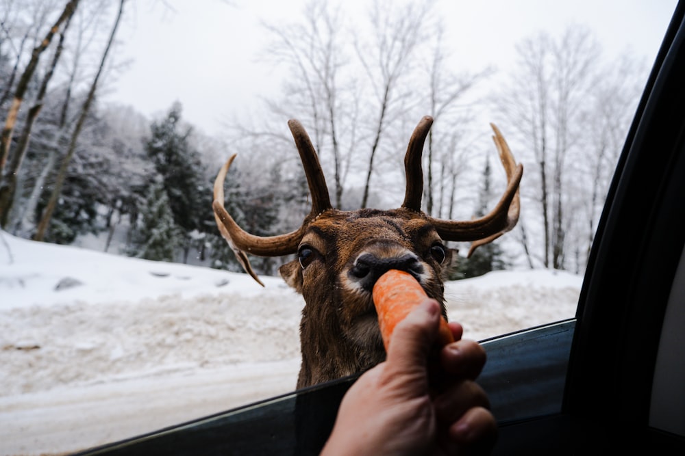 a deer sticking its head out of a car window