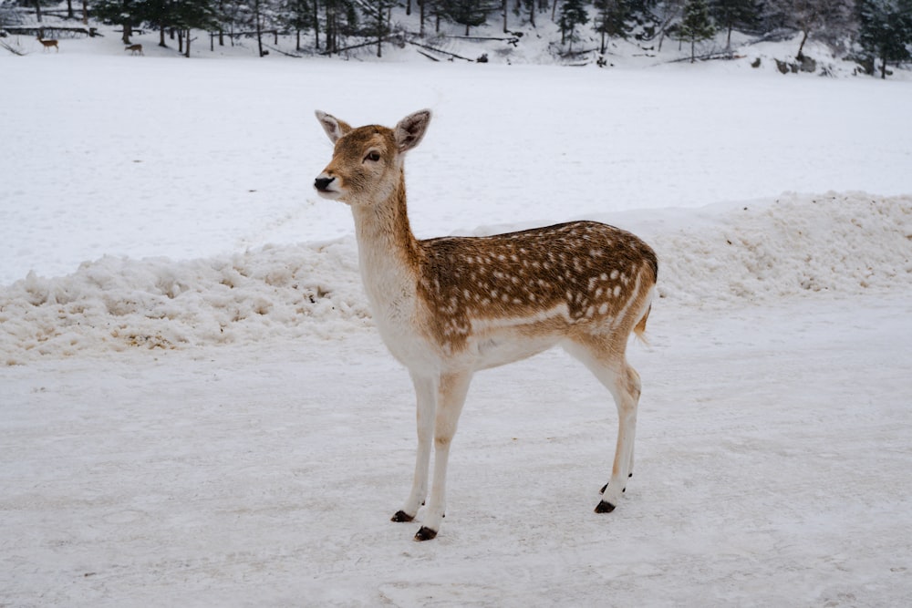 ein Reh, das im Schnee auf einem Feld steht