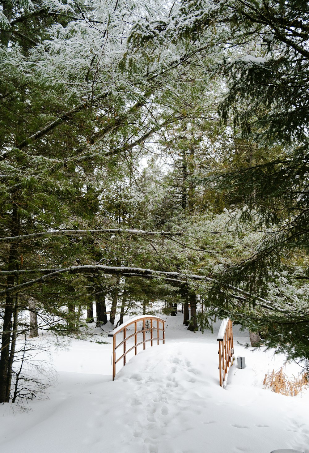 雪に覆われた森の中の小道