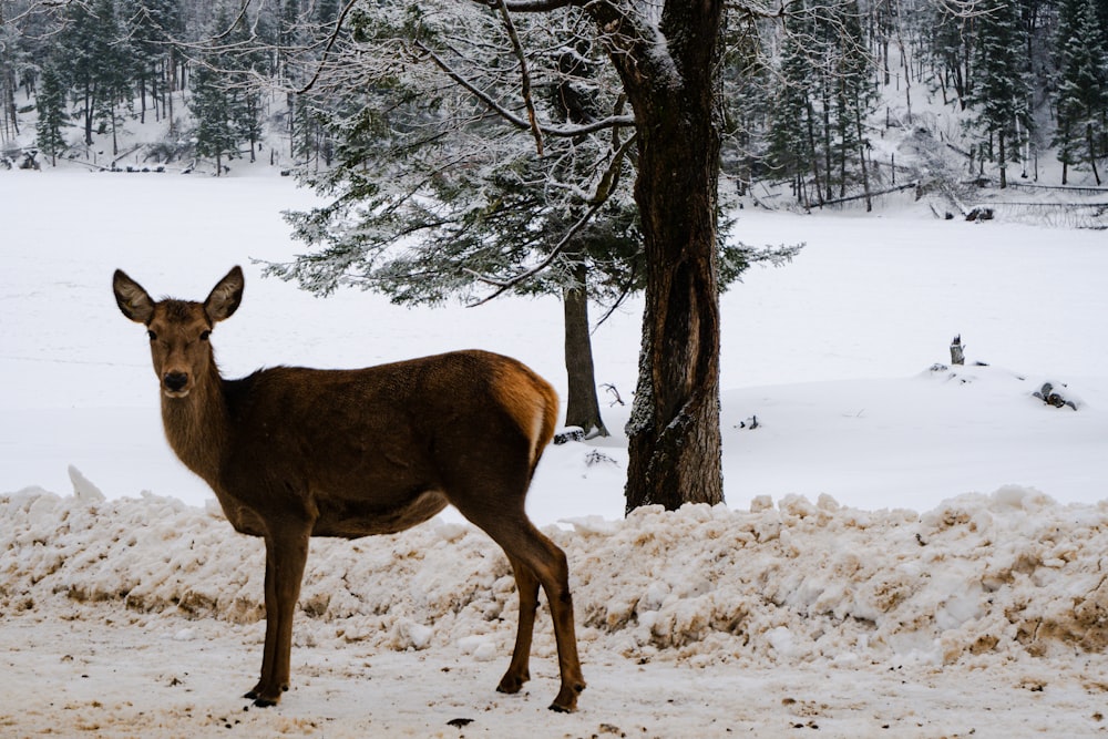 a deer standing in the snow next to a tree