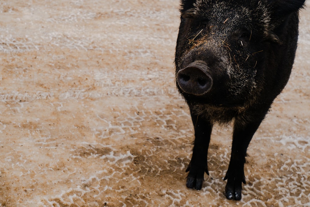 a black pig standing on top of a dirty floor