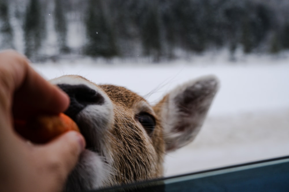 a person feeding a carrot to a deer