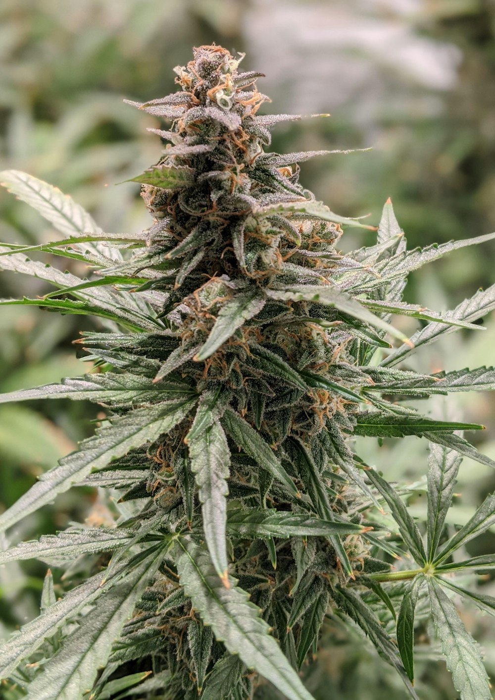 a close up of a marijuana plant in a field