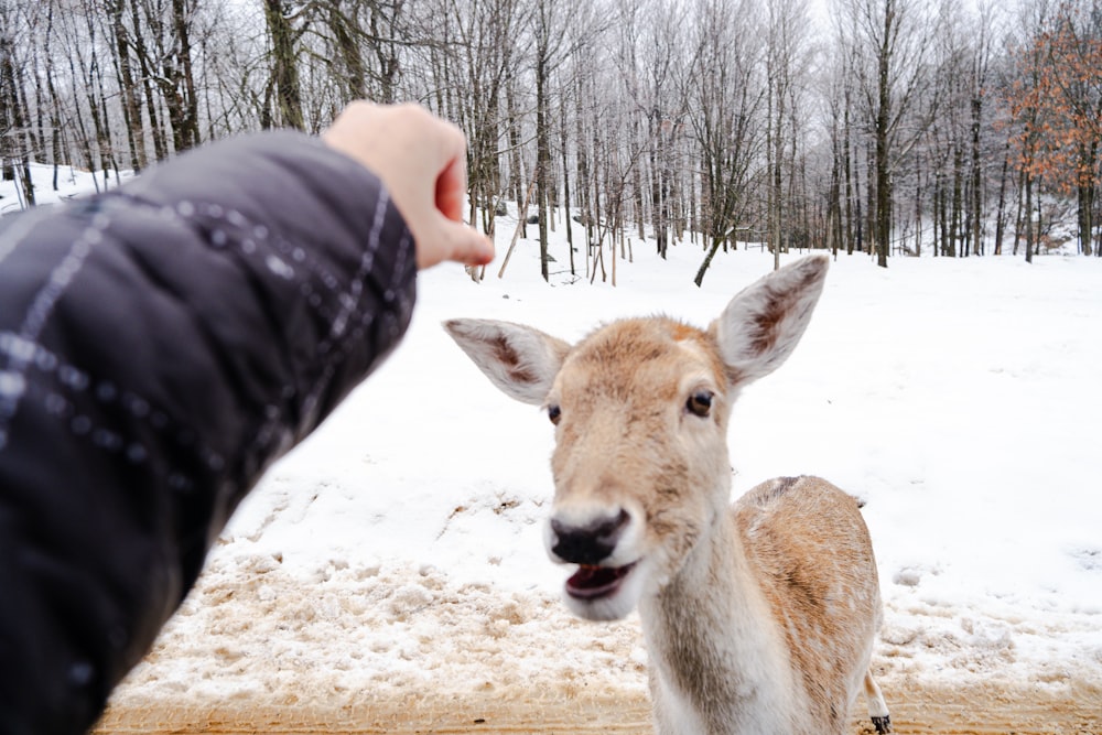 un cervo che sta in piedi nella neve