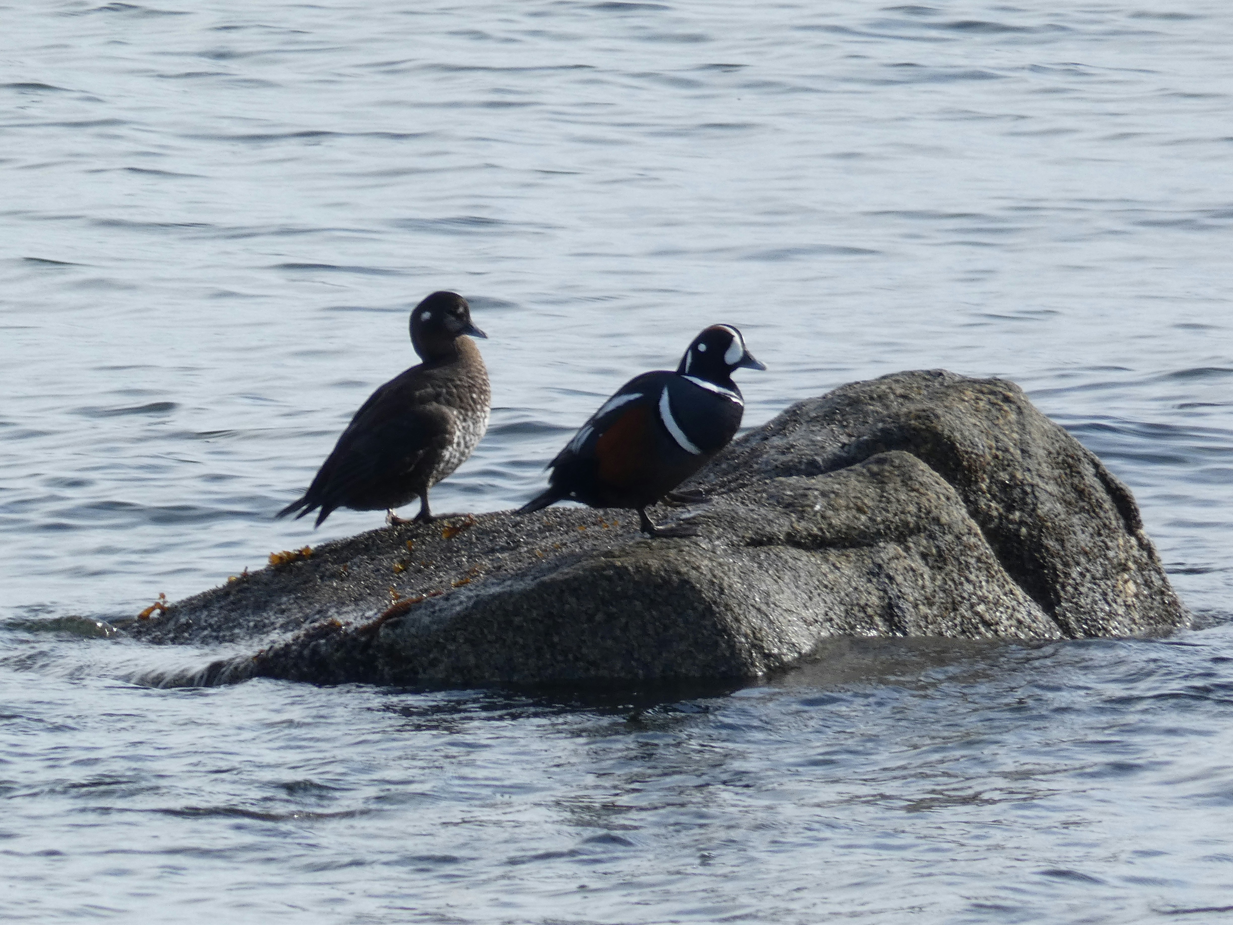 deux canards assis sur un rocher dans l’eau