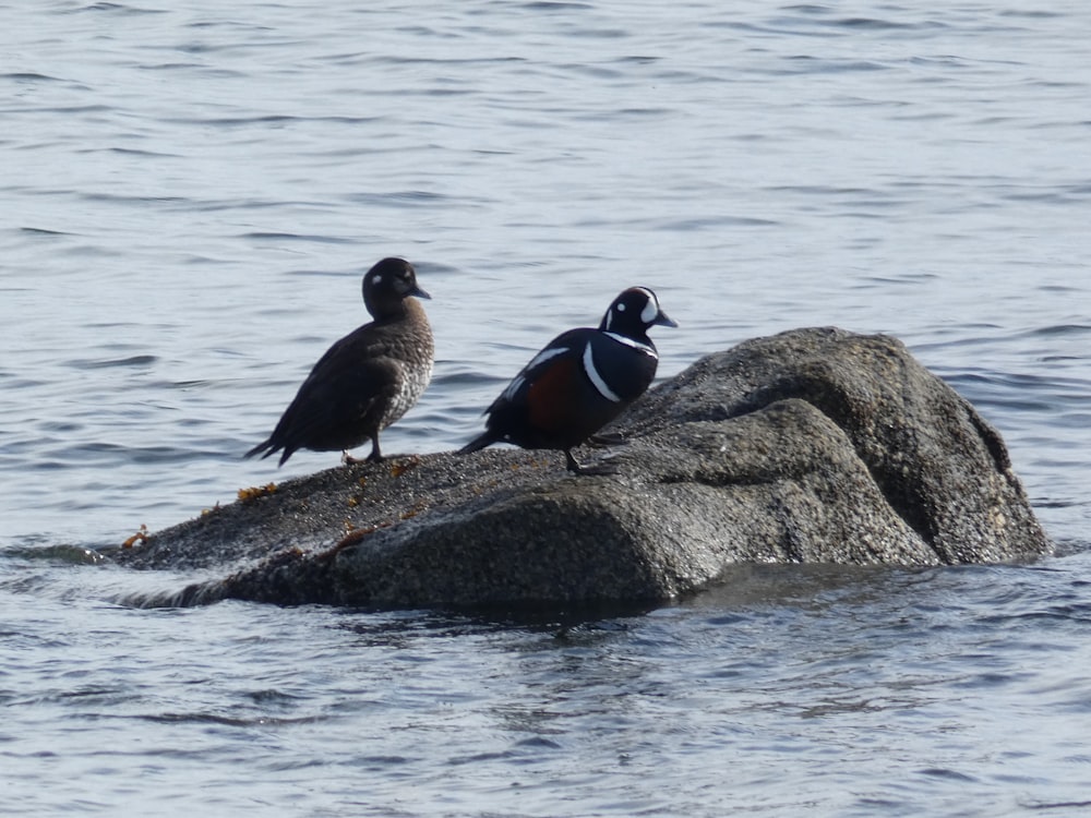 two ducks sitting on a rock in the water