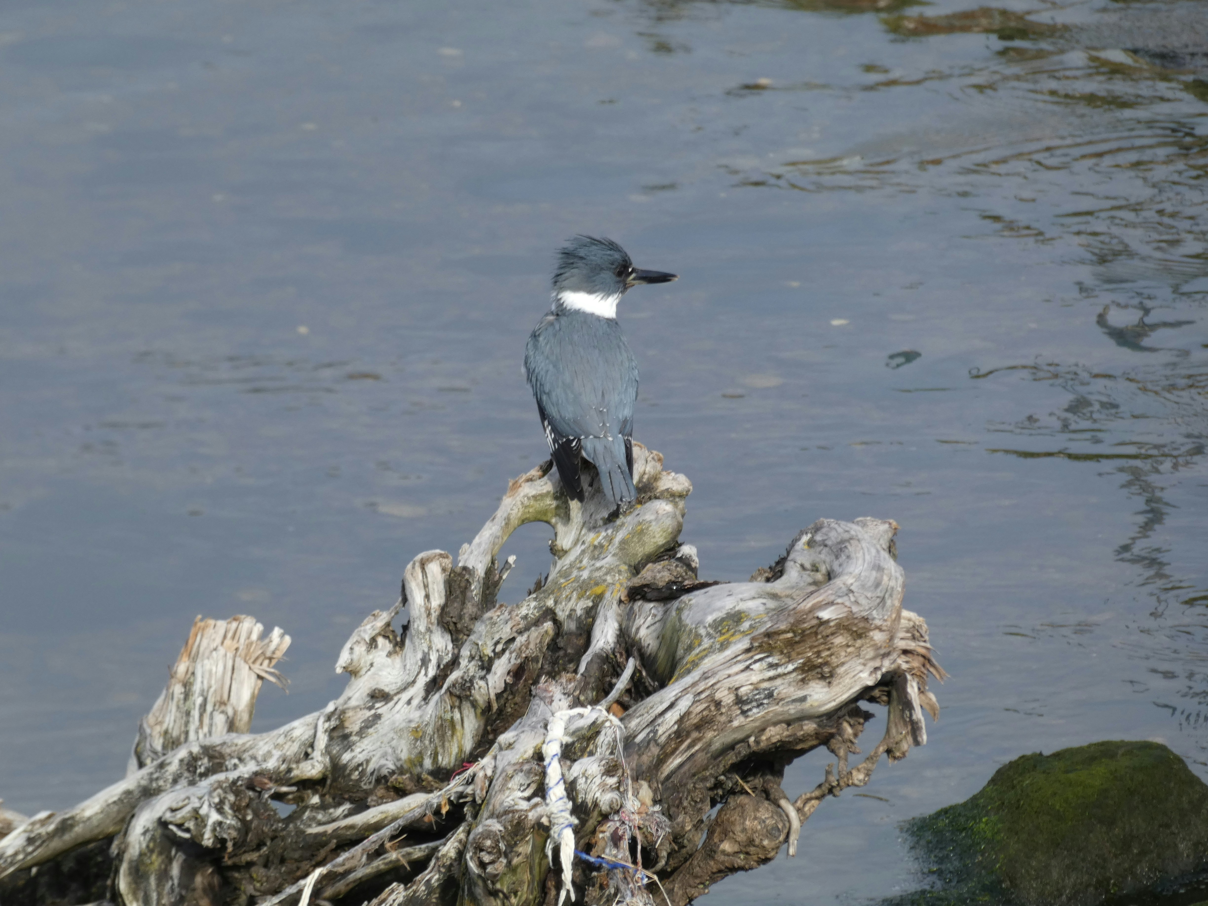 un oiseau assis sur une souche d’arbre dans l’eau