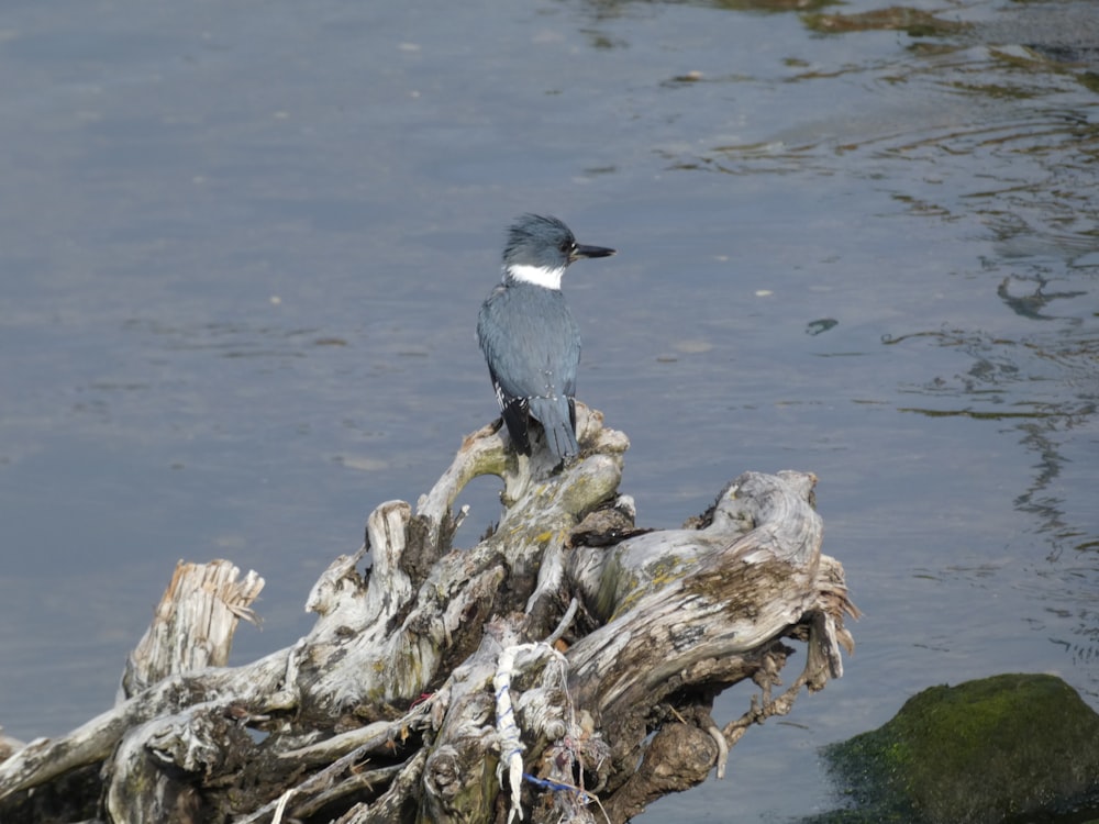 a bird sitting on a tree stump in the water