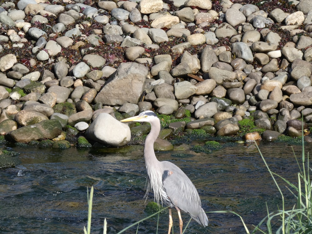 a bird standing in the water next to a rock wall