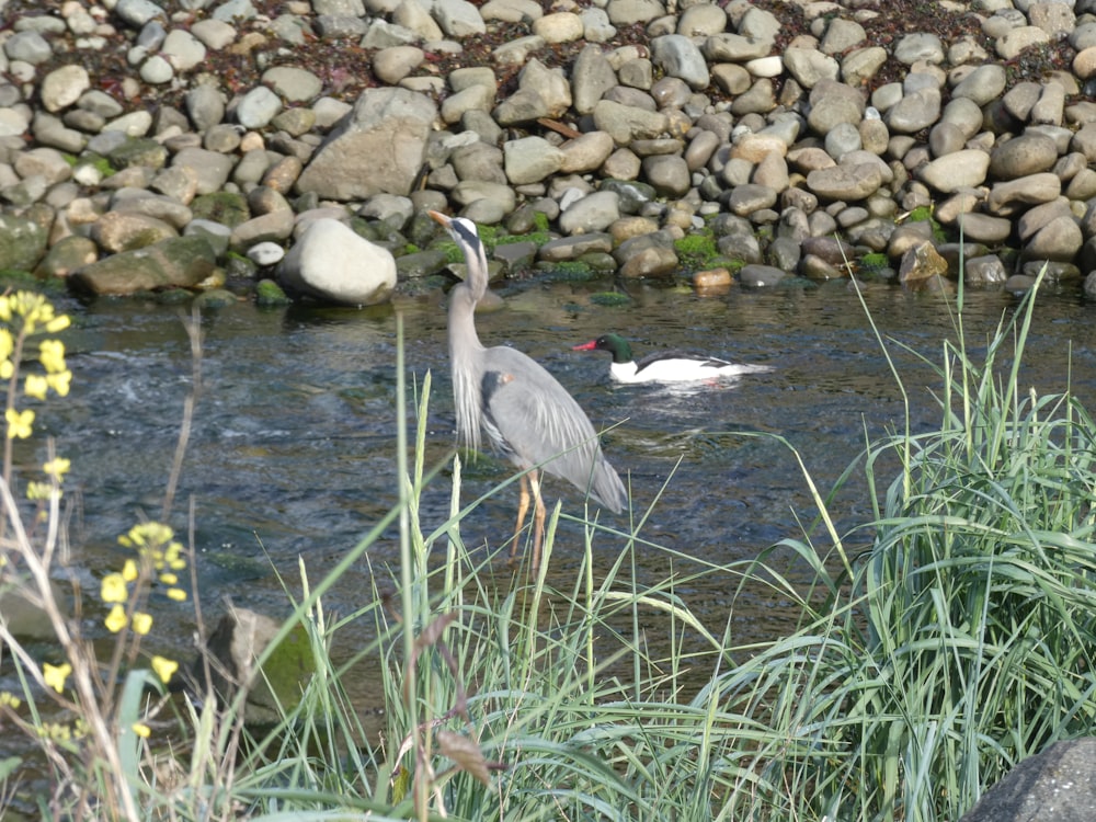 a bird is standing in the water near some rocks