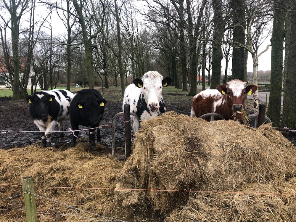 a herd of cows standing next to a pile of hay
