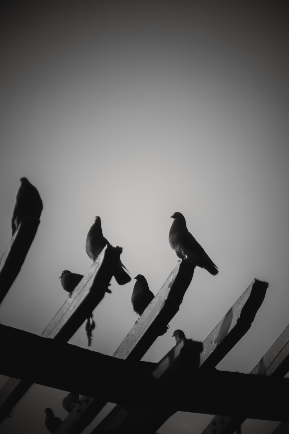 a flock of birds sitting on top of a wooden fence