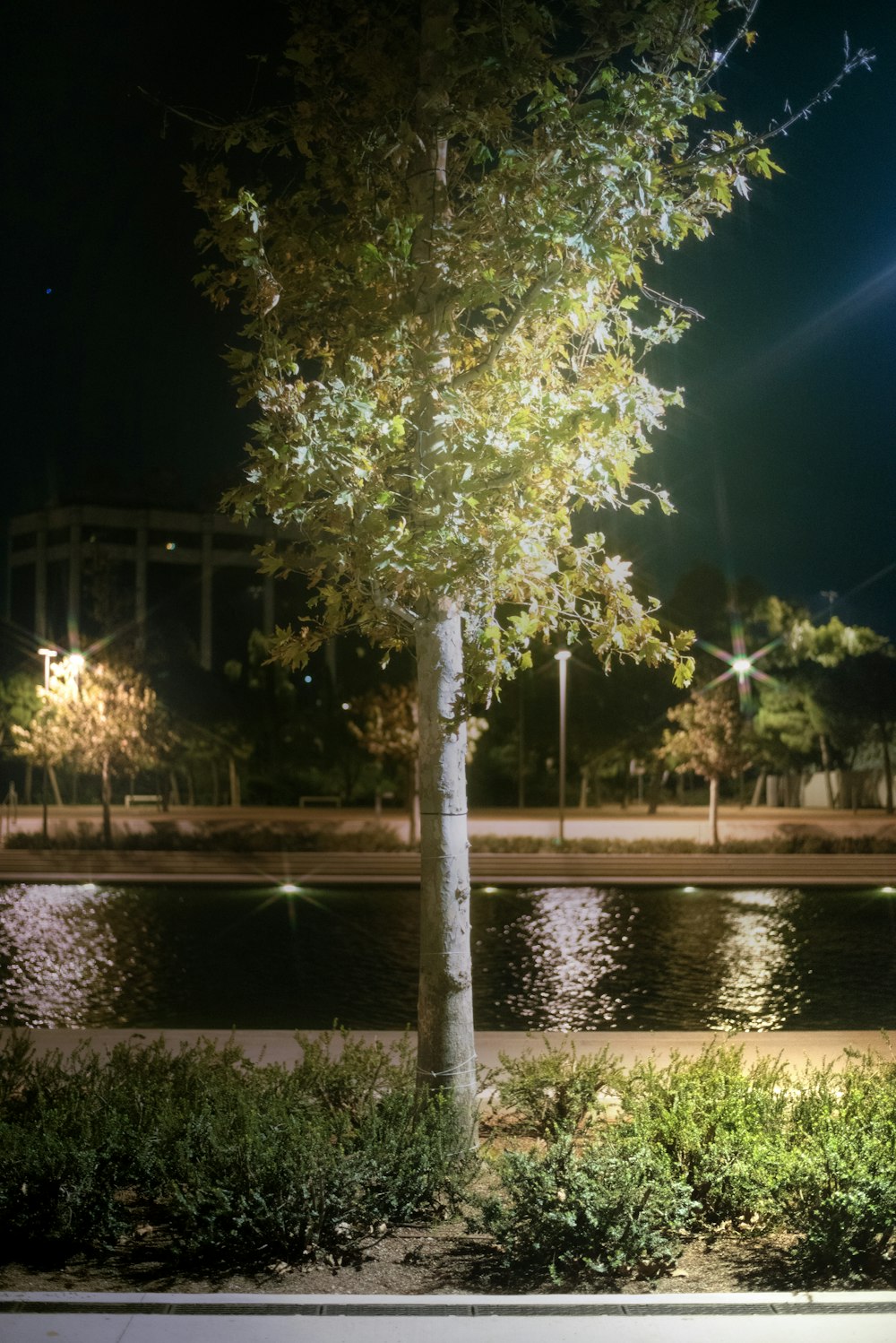 a tree in the middle of a park at night