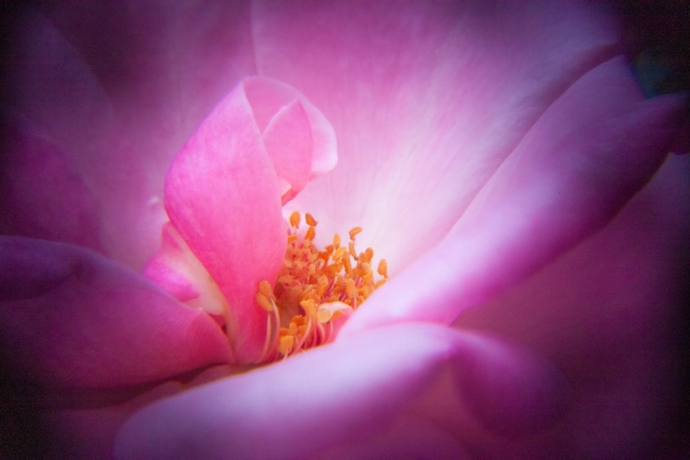 a close up of a pink flower with a black background