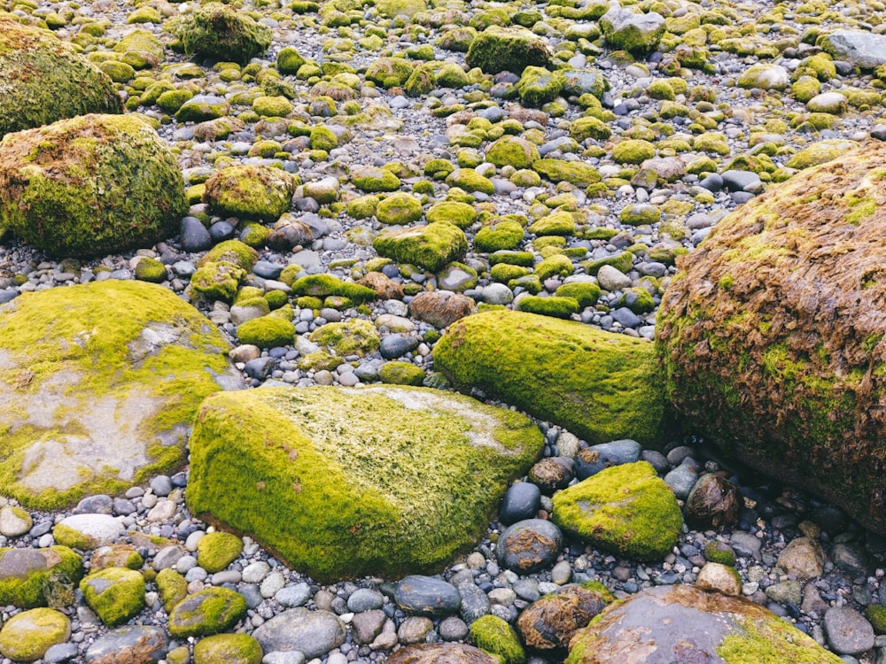 moss covered rocks and gravel on a beach