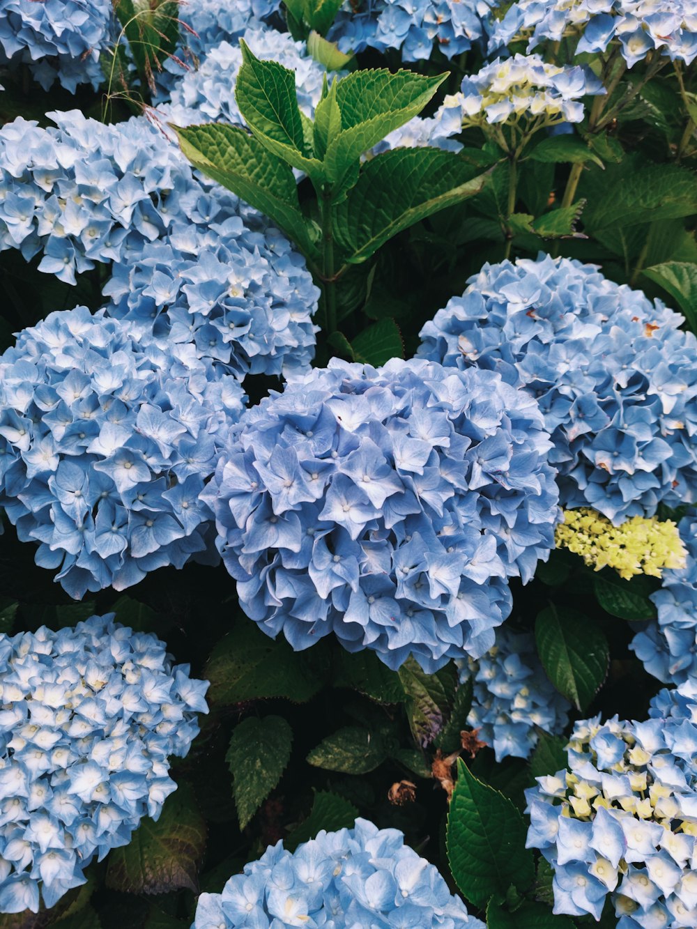 a close up of a bunch of blue flowers