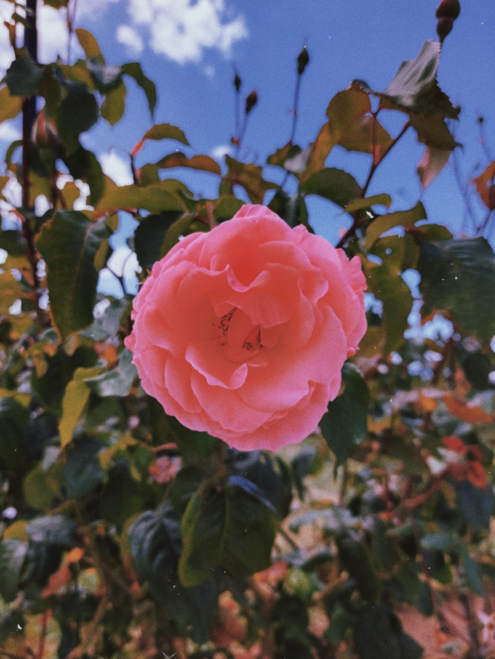 a pink rose is in the middle of a bush