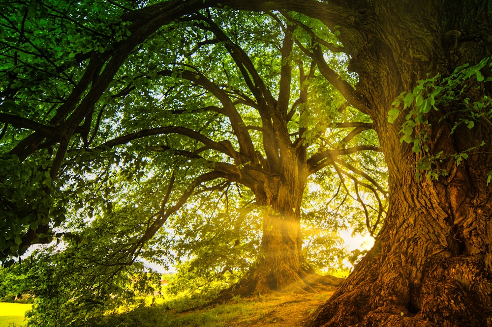 the sun shines through the leaves of a large tree