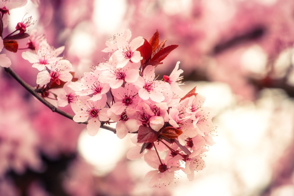 a close up of a tree with pink flowers