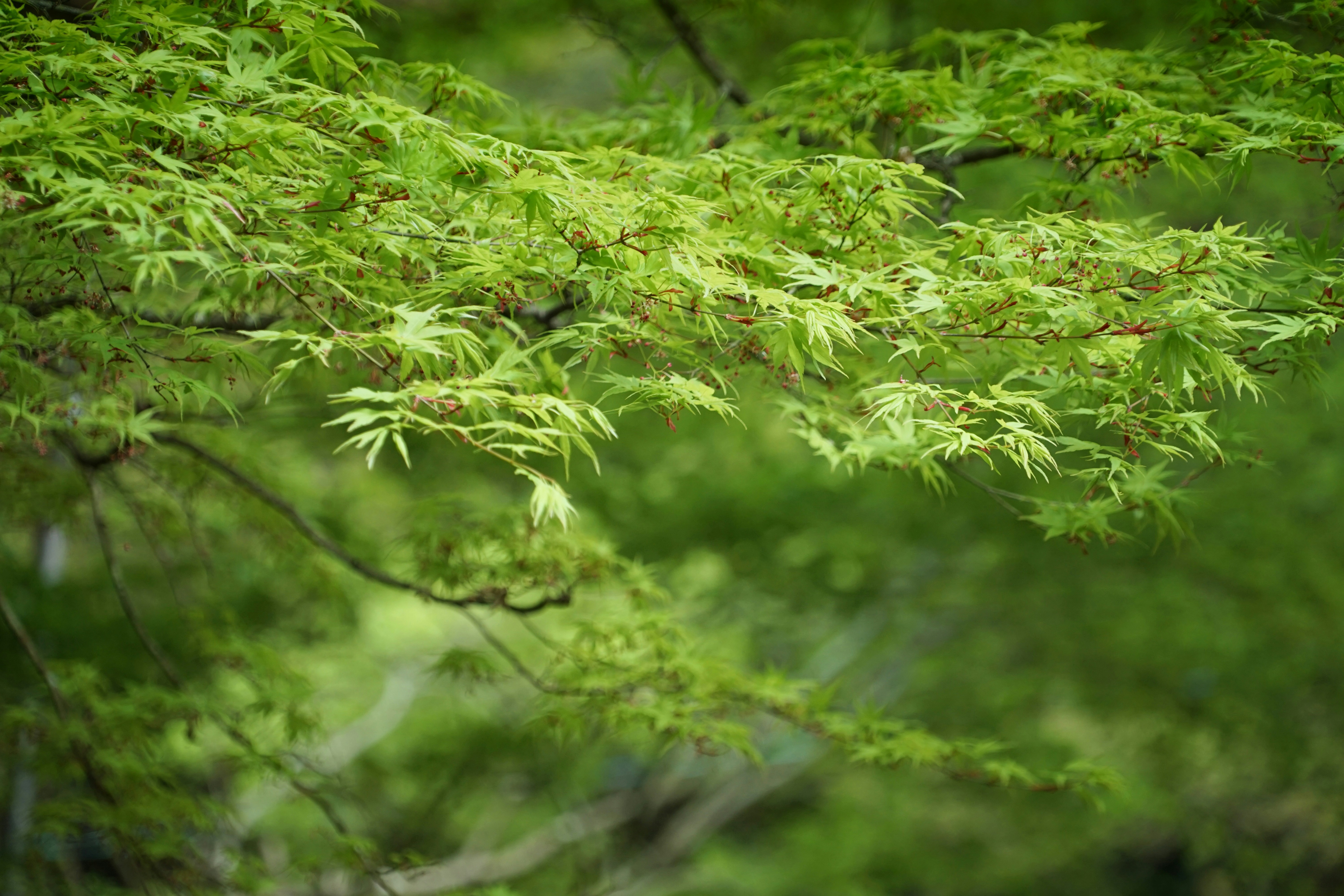 a bird is perched on a branch of a tree