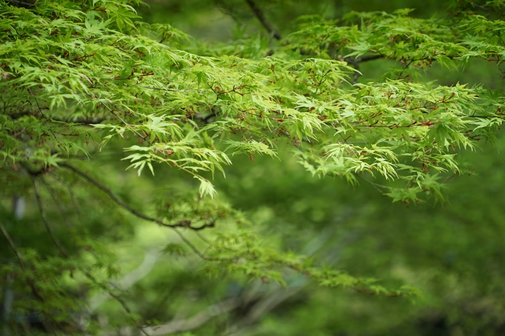 a bird is perched on a branch of a tree