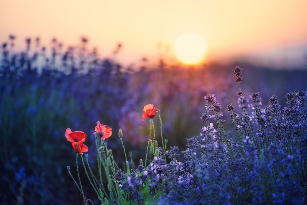 a field of flowers with the sun setting in the background