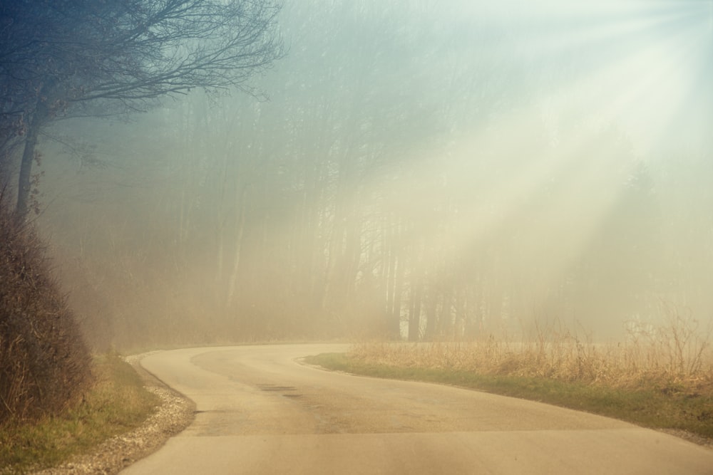 una strada nebbiosa in mezzo a una foresta