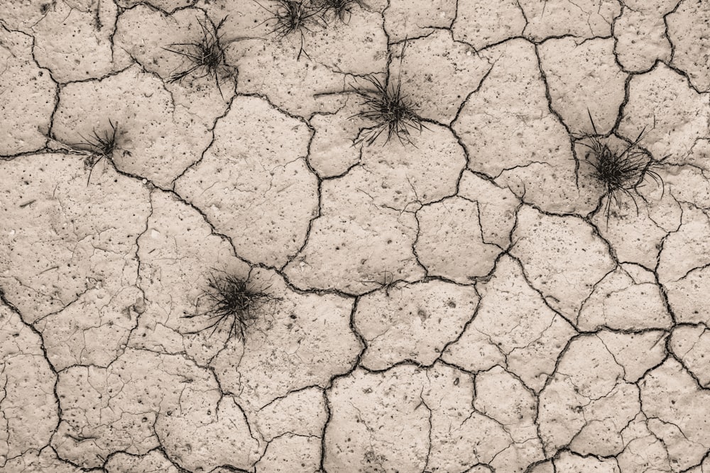 a close up of a cracked surface with grass growing on it