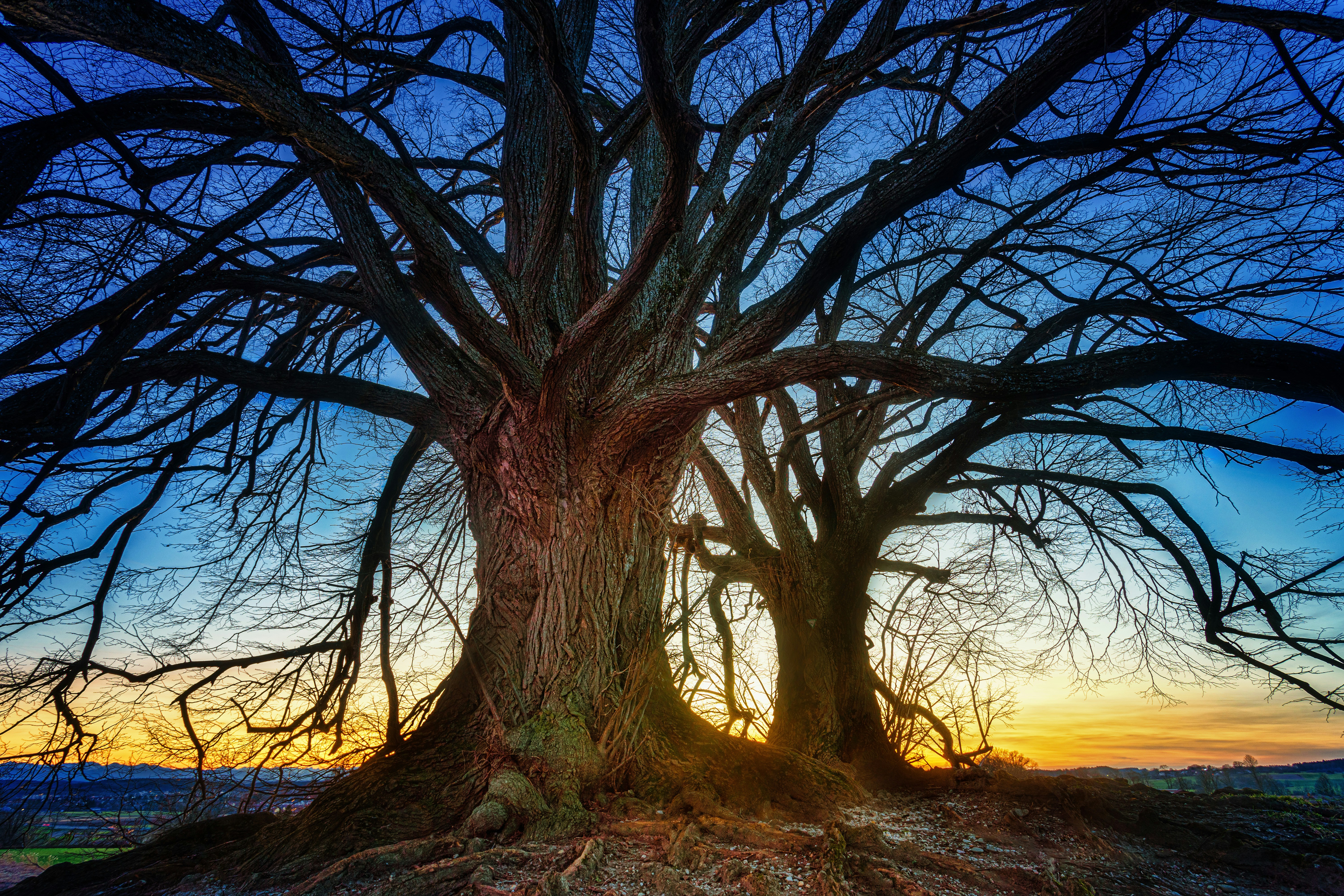 a large tree with no leaves in the middle of a field