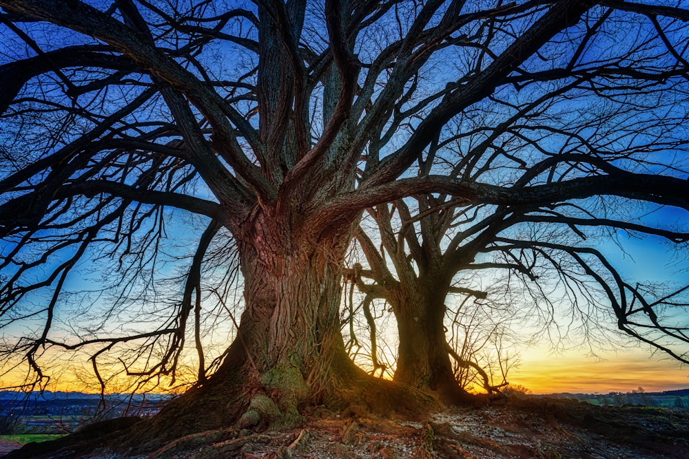 a large tree with no leaves in the middle of a field