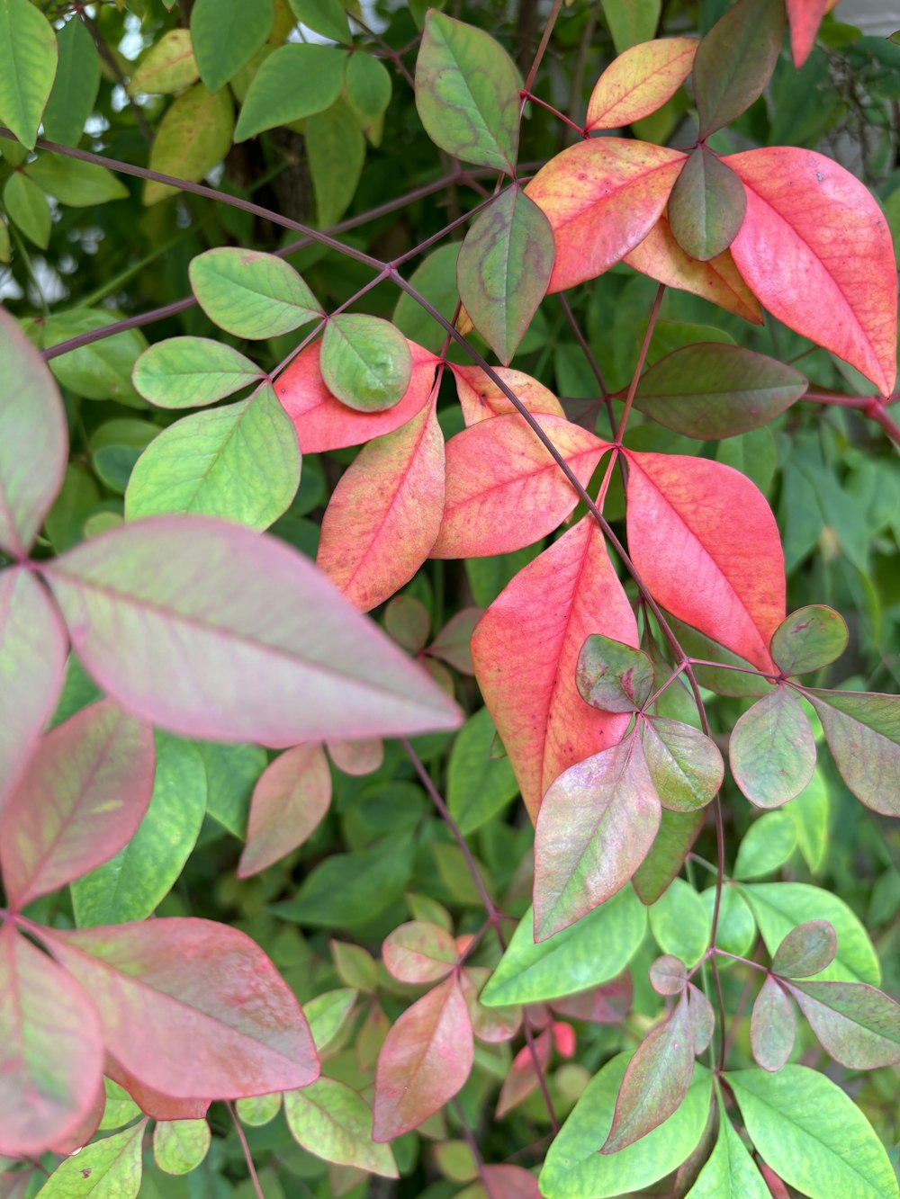 a close up of a tree with red and green leaves