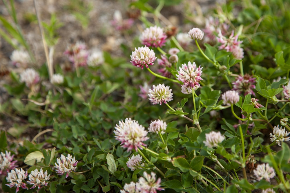 a bunch of flowers that are in the grass