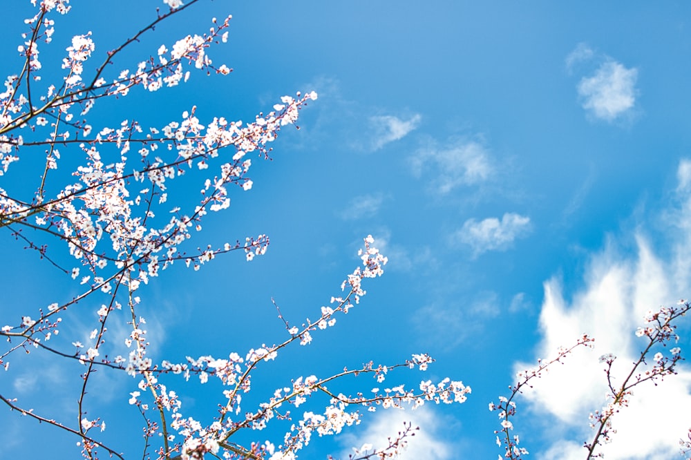 a tree with white flowers and blue sky in the background