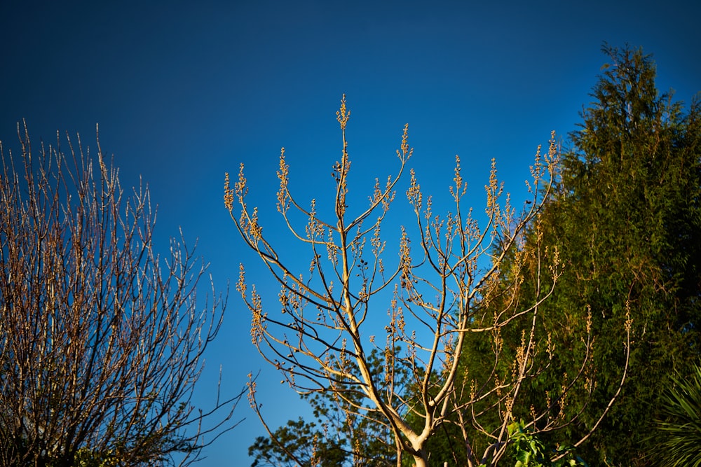 a tree with no leaves and a blue sky in the background