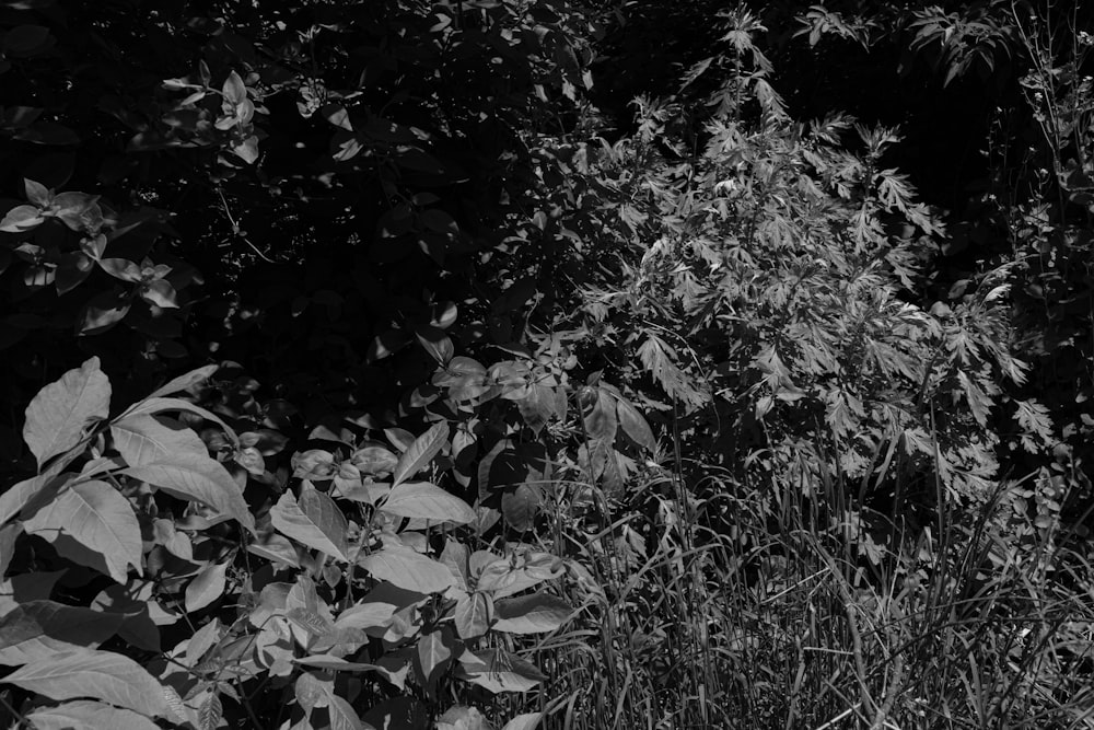 a black and white photo of a field of plants