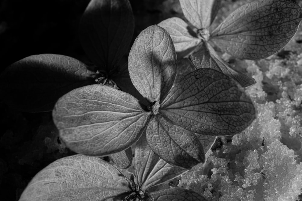 a black and white photo of some leaves