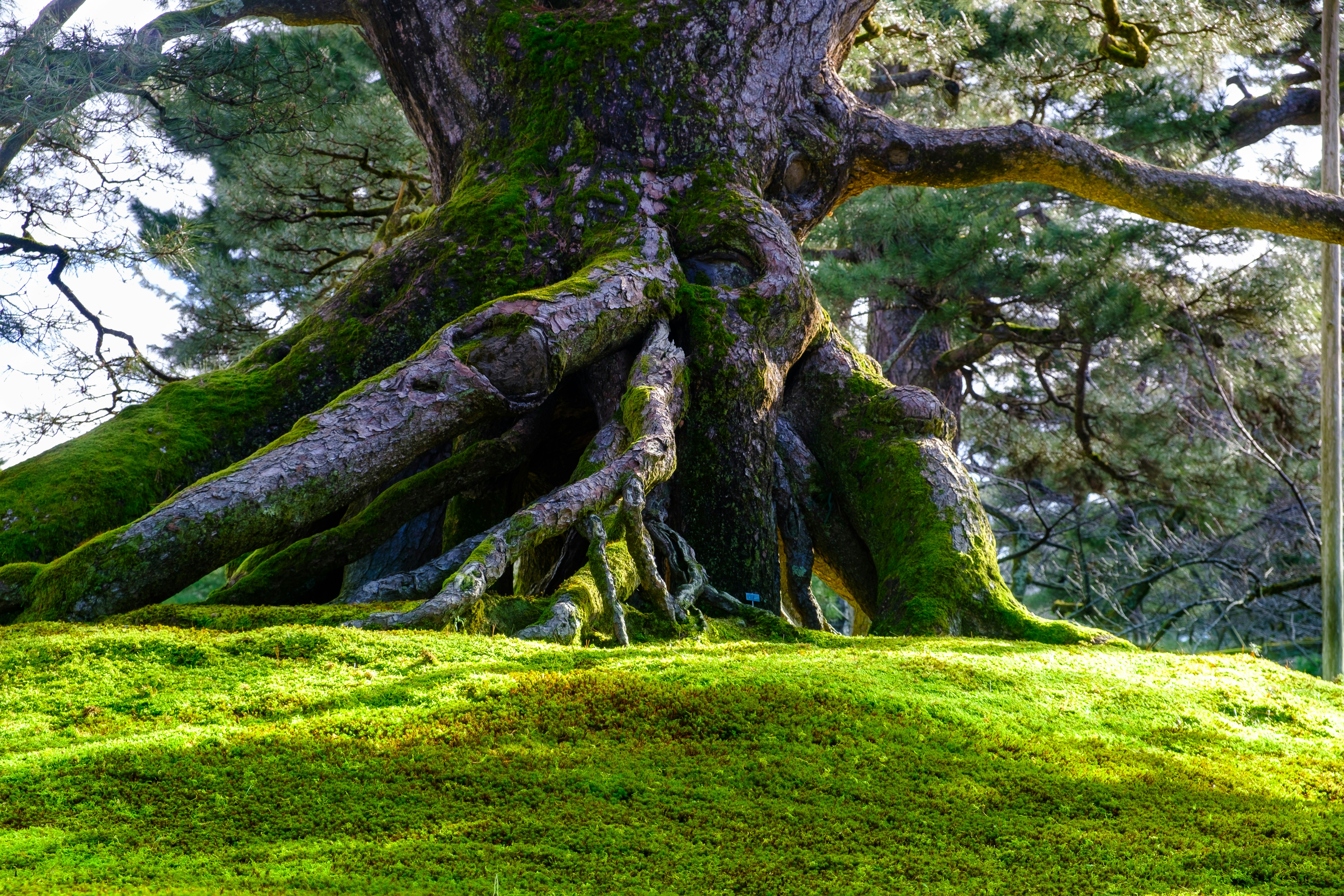 a large tree with moss growing on the ground