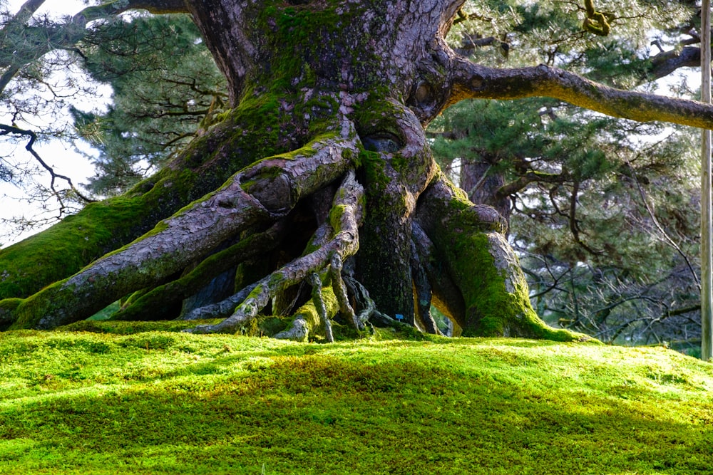 a large tree with moss growing on the ground
