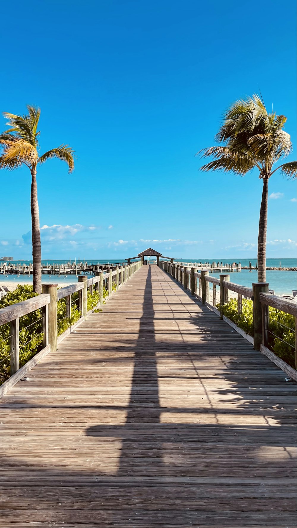 a wooden walkway leading to the beach with palm trees