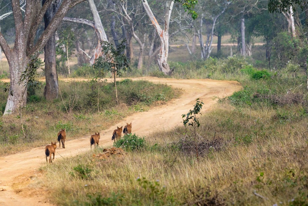 a group of wild animals walking down a dirt road