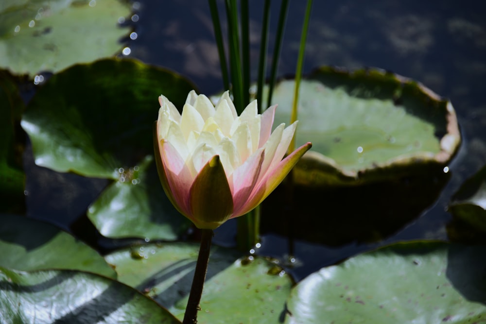 a pink and white water lily in a pond