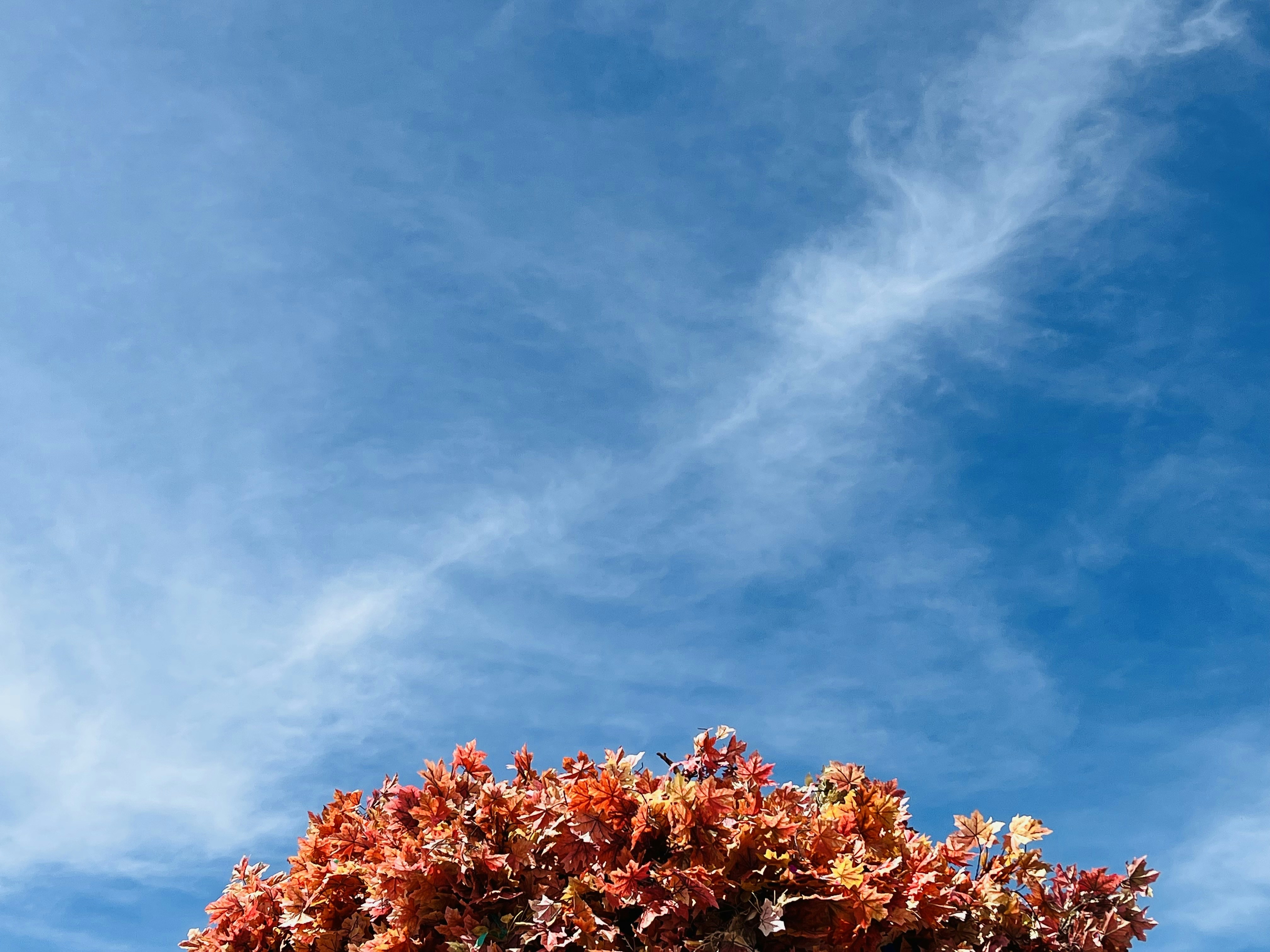 a tree with red leaves and a blue sky in the background