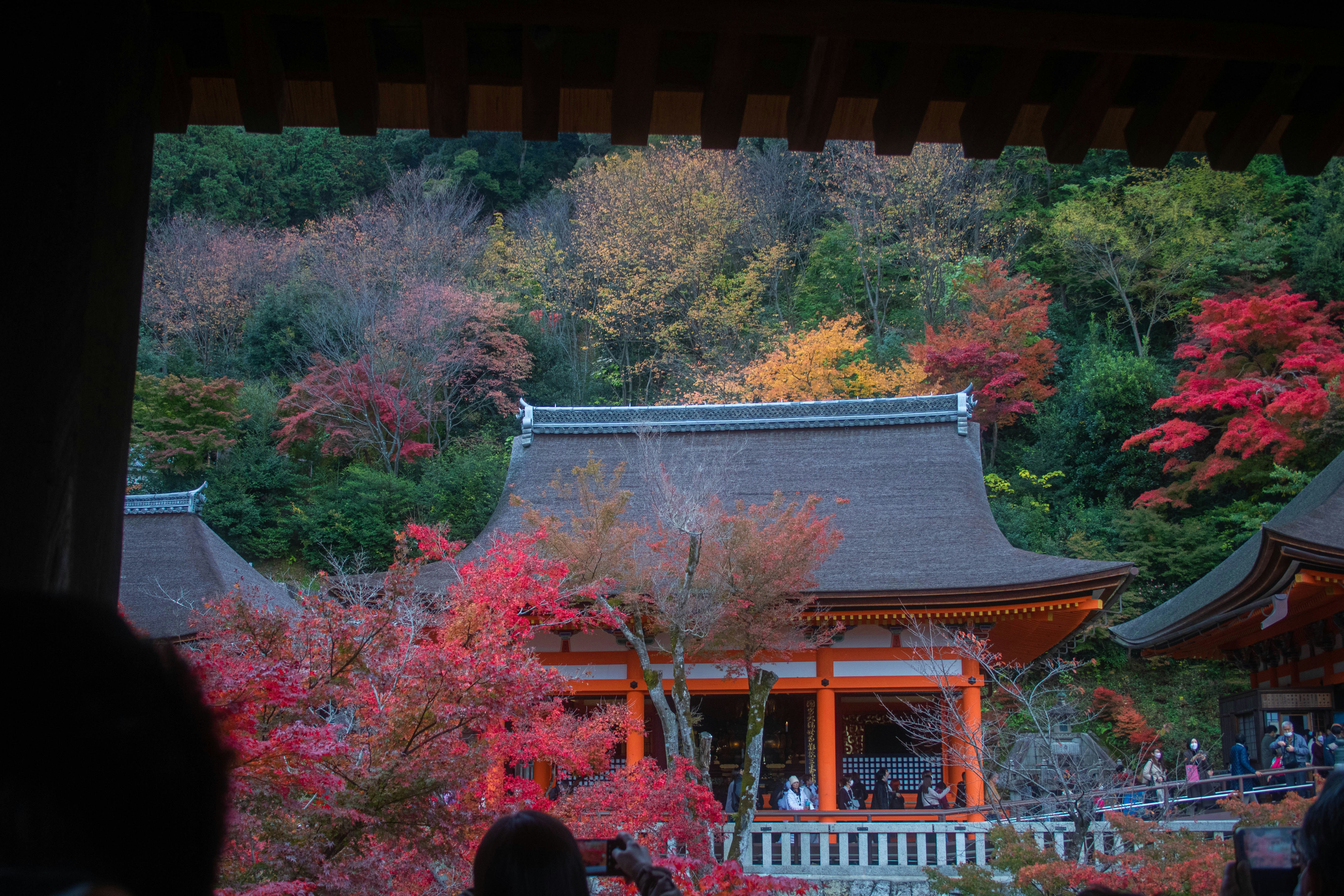 Tea Ceremony Kyoto Guide: Your Path to Japan's Soul (2026) Kyoto tea ceremony planning temple garden autumn